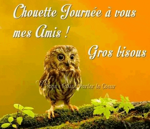 an owl is perched on a mossy branch with a greeting in french
