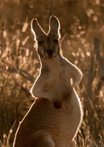Kangaroo Rubbing Belly GIF