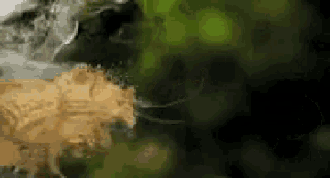 a close up of a frog eating a piece of wood in a forest .