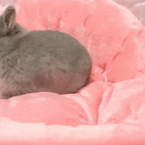 a gray rabbit is sleeping on a pink blanket .