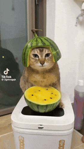 a cat wearing a watermelon hat is sitting on a trash can holding a slice of watermelon .