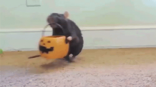 Trick Or Treat! (Mousey Style) GIF - Halloween Trick Or Treat Mouse GIFs