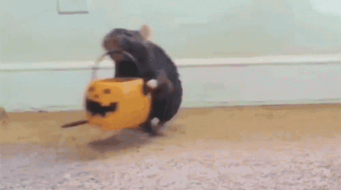 a rat is standing next to an orange pumpkin with a bat on it
