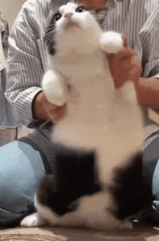 a black and white cat being held by a person