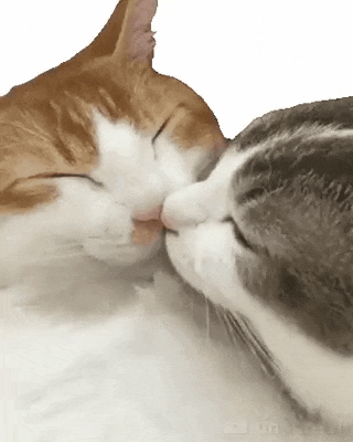 two cats are kissing each other while sleeping on a white background .