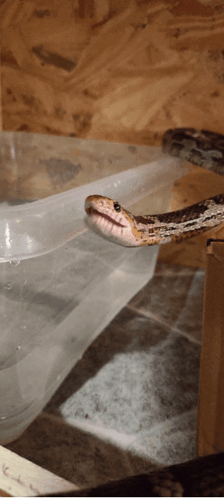 Snake Cornsnake GIF - Snake Cornsnake Yukiloop GIFs