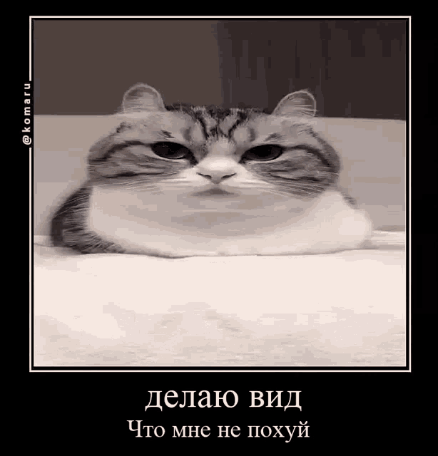 a cat is laying on a bed and making a funny face in a frame .