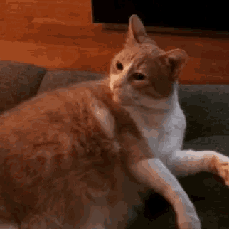 a brown and white cat is laying on a couch looking at the camera .