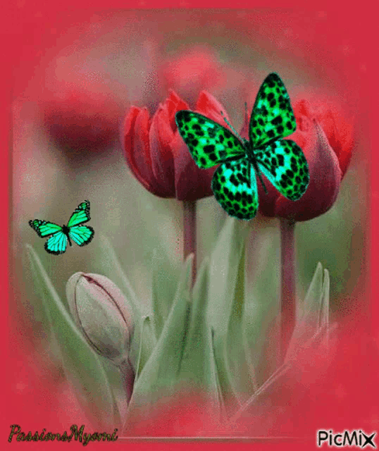 a green and blue butterfly is sitting on a flower