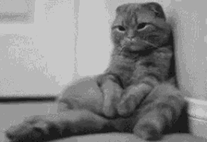 a cat is sitting next to a wall with its legs crossed .