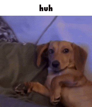 a brown dog is laying on a couch with the words huh above it