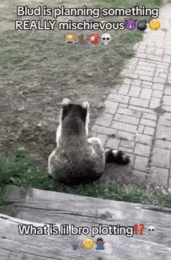 a picture of a raccoon sitting on a brick sidewalk with the caption " blud is planning something really mischievous "