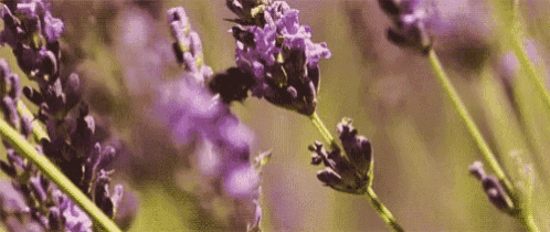a close up of a lavender plant with purple flowers and a bee .