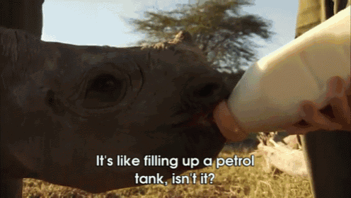 David Attenborough Meets A Blind Baby Rhino GIF - David Attenborough Rhino Baby GIFs