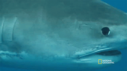 Beach Closed A Case Of Mistaken Identity GIF - Beach Closed A Case Of Mistaken Identity Shark Vs Surfer GIFs