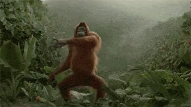 Monkey Dance GIF - Monkey Dance Orangutan GIFs