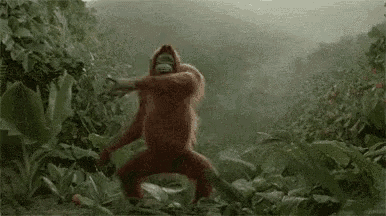 two orangutans are dancing together in the jungle .