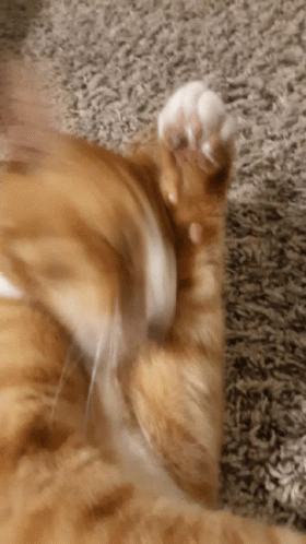 Orange Cat Cat GIF - Orange Cat Cat Cat Licking GIFs