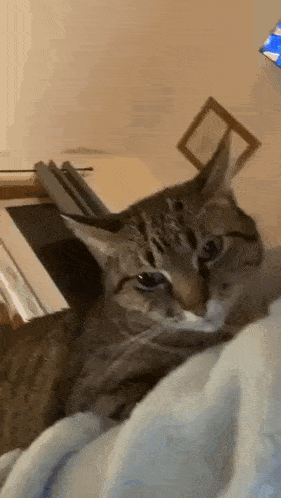 a cat is laying on a blanket on a bed looking at the camera .