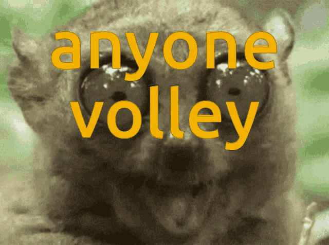 a close up of a lemur with the words anyone volley written on it
