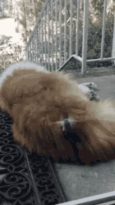 a dog is laying on its back on a door mat next to a railing .