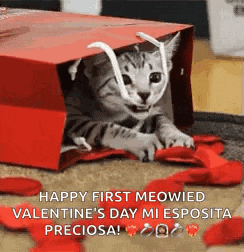 a kitten is sitting in a red bag with red petals on the floor .