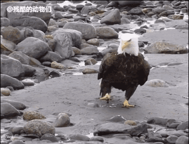 Sneaky Eagle GIF - Sneaky Eagle Bird GIFs