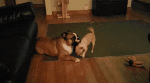 two dogs are playing with each other on a rug in a living room