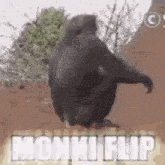a gorilla is standing on a dirt road with the word monki flip in the background .