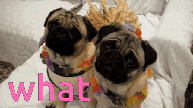 two pugs are sitting next to each other with the word what written in pink