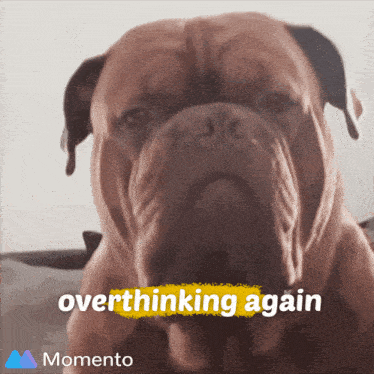 a picture of a dog with the words " overthinking again " below it
