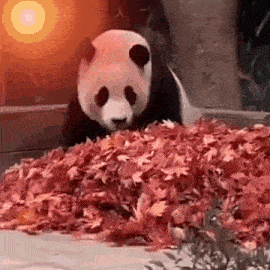 a panda bear is eating a pile of red leaves .