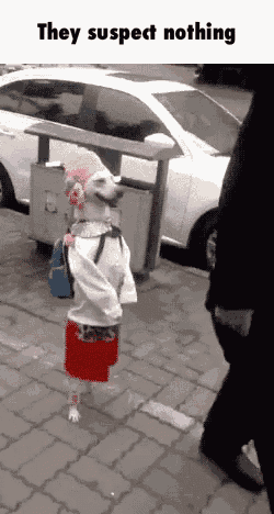 a dog with a backpack and a bag is walking down a sidewalk with a caption that says they suspect nothing