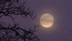 a full moon is visible in the night sky behind a tree