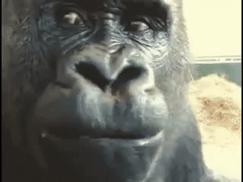 gorilla-shocked-gorilla.gif