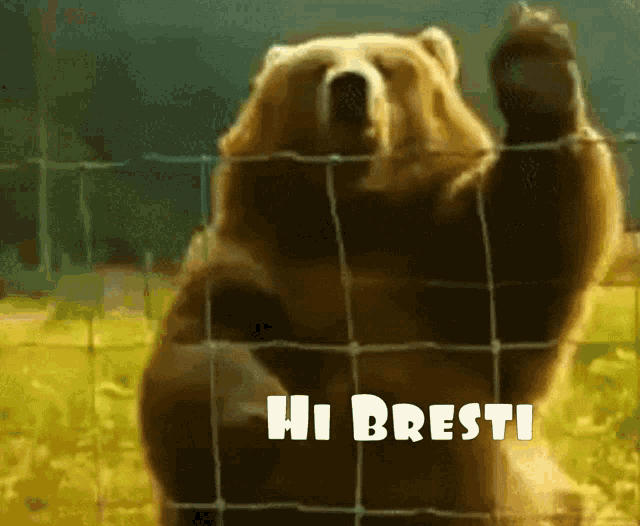 a brown bear standing behind a fence with the words hi bresti on the bottom