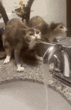 a cat is drinking water from a faucet and looking at itself in the mirror