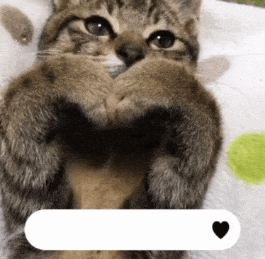 a cat is laying on its back with its paws in the shape of a heart and a speech bubble with a heart on it
