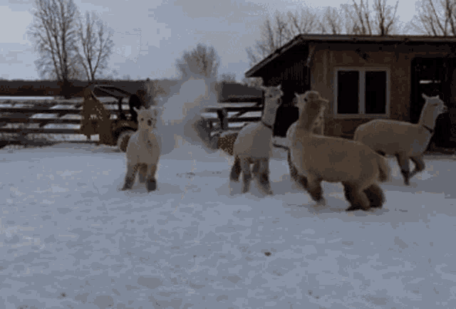 a group of alpacas playing in the snow with a tractor in the background