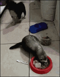 a ferret is eating out of a red bowl with a spoon in it