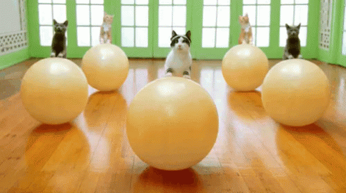 Cats Gym GIF - Cats Gym Exercise Ball GIFs