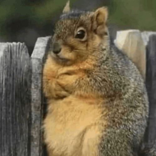 Squirrel Serious GIF - Squirrel Serious Offended GIFs