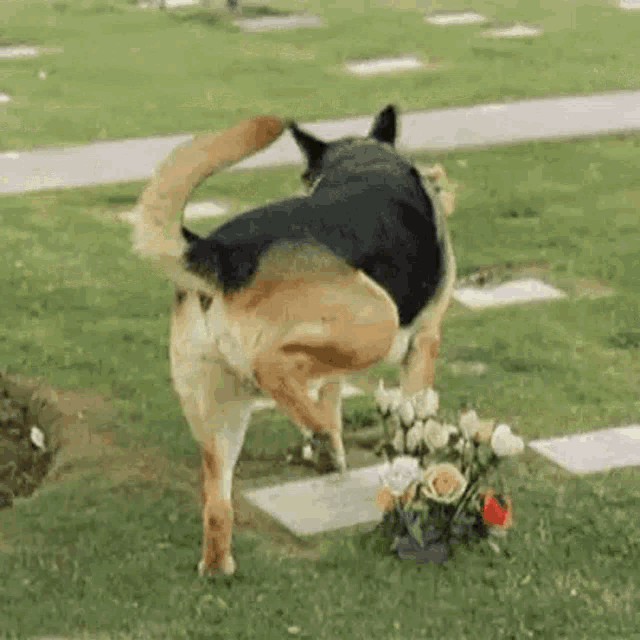Dog Grave GIF - Dog Grave Peeing GIFs