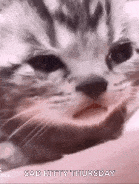 Crying Cat Sad Cat GIF - Crying Cat Sad Cat Me When I Dont Get Orod Tickets GIFs