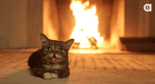 a cat laying in front of a fireplace with the letter o on the bottom
