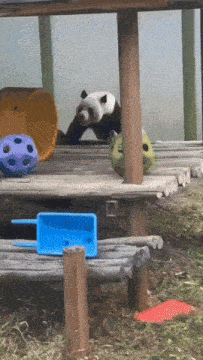 Panda Funny GIF - Panda Funny Giant Panda GIFs