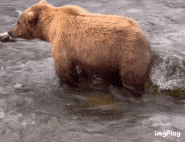 a brown bear standing in the water with a fish in its mouth .
