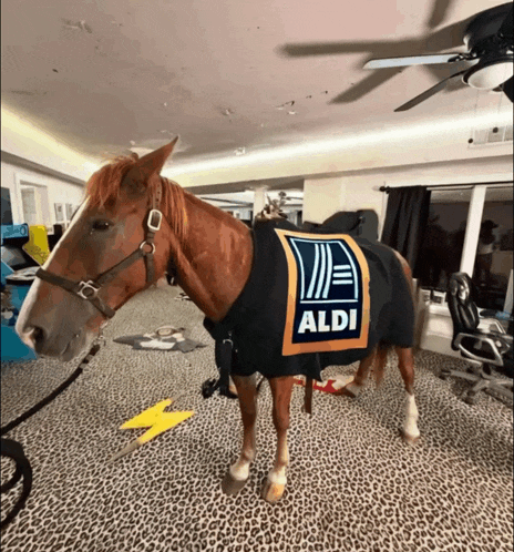 a brown horse wearing an aldi blanket