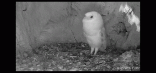 Owl Afraid GIF - Owl Afraid Thunder GIFs