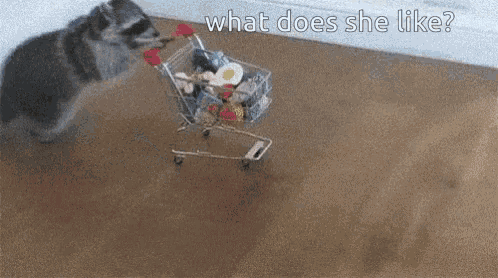 a raccoon standing next to a shopping cart with the words " what does she like " on the bottom